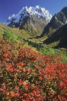 Dombai-Ulgen peak with Rhododendron luteum plant, Teberdinskii reserve, NW Caucasus Dombai-Ulgen peak with Rhododendron luteum plant, Teberdinskii reserve, NW Caucasus