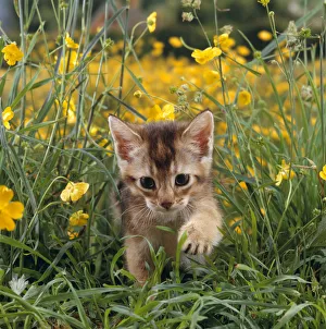 Domestic Cat {Felis catus} 6-week, Abyssinian kitten walking in grass with Buttercups Domestic Cat {Felis catus} 6-week, Abyssinian kitten walking in grass with Buttercups