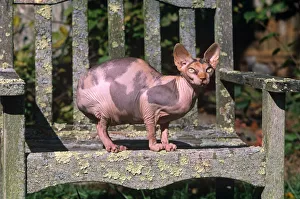 Domestic cat, Sphinx cat with no hair sitting on garden bench, Connecticut, USA Domestic cat, Sphinx cat with no hair sitting on garden bench, Connecticut, USA