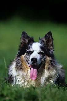 Domestic dog, Border Collie lying on grass, panting Domestic dog, Border Collie lying on grass, panting