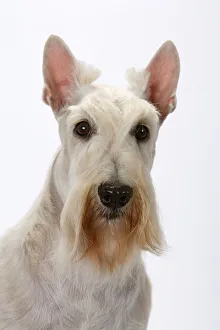 Domestic dog, Scottish Terrier / Aberdeen Terrier, studio portrait Domestic dog, Scottish Terrier / Aberdeen Terrier, studio portrait
