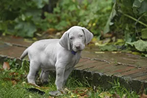 Images Dated 4th December 2006: Domestic dog, Weimaraner, puppy in garden, France