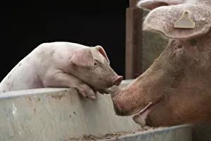 Domestic pig, free range sow and piglet sniffing noses, UK, August 2010 Domestic pig, free range sow and piglet sniffing noses, UK, August 2010
