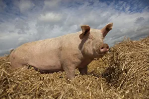 Domestic pig, hybrid large white sow in free-range conditions, UK, September 2010 Domestic pig, hybrid large white sow in free-range conditions, UK, September 2010
