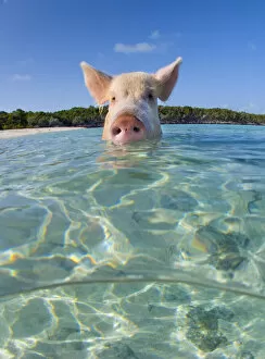 Images Dated 15th July 2007: A domestic pig (Sus scrofa domestica) swimming in the sea. Exuma Cays, Bahamas
