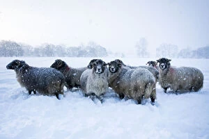 Images Dated 30th November 2010: Domestic sheep (Ovis aries) flock of Northumberland blackface sheep in snow, Tarset
