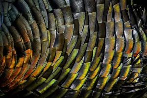 Wild Turkey Gallery: Domestic turkey (Meleagris gallopavo) male, close up of iridescence on feathers, France
