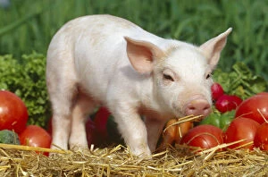 Images Dated 4th December 2006: Domsetic piglet with vegetables {Sus scrofa domestica} USA