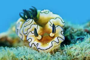 Sea Slug Gallery: Dorid nudibranch (Doriprismatica atromarginata), close up, Triton Bay, West Papua, Indonesia