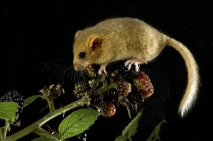 Dormouse (Muscardinus avellanarius) feeding on blackberries. Captive. UK, September Dormouse (Muscardinus avellanarius) feeding on blackberries. Captive. UK, September
