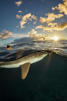 Micronesia Gallery: Dorsal fin of Blacktip reef shark (Carcharhinus melanopterus) breaking water surface, at sunset