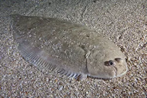 Dover sole (Solea solea) camouflaged on sea floor, Channel Islands, UK August Dover sole (Solea solea) camouflaged on sea floor, Channel Islands, UK August
