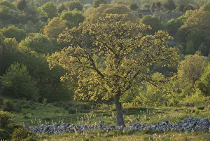 Downy oak (Quercus pubescens), Monte Sacro, Gargano National Park, Gargano Peninsula Downy oak (Quercus pubescens), Monte Sacro, Gargano National Park, Gargano Peninsula