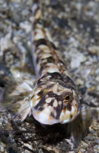 Dragonet (Callionymus lyra) Moere coastline, Norway, February 2009 Dragonet (Callionymus lyra) Moere coastline, Norway, February 2009