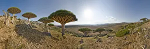 Dragons blood trees (Dracena cinnibaris) and Desert rose (Adenium obesum socotranum) in Momi Valley Dragons blood trees (Dracena cinnibaris) and Desert rose (Adenium obesum socotranum) in Momi Valley