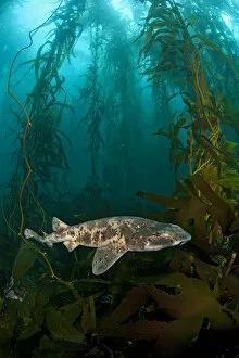 Images Dated 12th March 2010: Draughtsboard Shark / Australian Swellshark (Cephaloscyllium laticeps) swims through