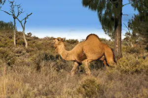 Images Dated 8th June 2010: Dromedary camel (Camelus dromedarius) wild male, Uluru-Kata Tjuta National Park, Northern Territory
