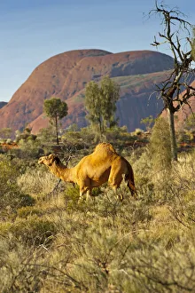 Images Dated 8th June 2010: Dromedry camel (Camelus dromedarius) wild male, Uluru-Kata Tjuta National Park, Northern Territory