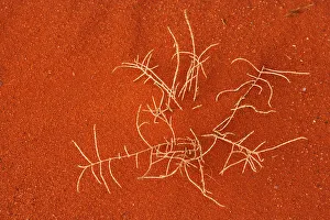 Dry plant in the red sand of Khazali mountains, Wadi Rum Protected Area, Jordan Dry plant in the red sand of Khazali mountains, Wadi Rum Protected Area, Jordan