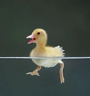 Requests Gallery: Duckling swimming on water surface, split level, captive, UK