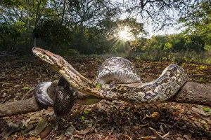 Dumerils Boa (Acrantophis dumerili) basking in late afternoon sunshine on forest floor Dumerils Boa (Acrantophis dumerili) basking in late afternoon sunshine on forest floor