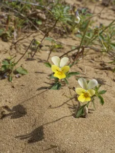 Dune pansies / Seaside pansies (Viola tricolor curtisii) flowering on coastal sand dunes Dune pansies / Seaside pansies (Viola tricolor curtisii) flowering on coastal sand dunes
