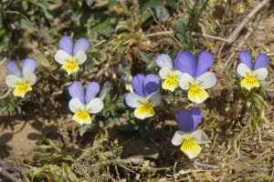 Dune pansies / Seaside pansies (Viola tricolor curtisii) flowering on coastal sand dunes Dune pansies / Seaside pansies (Viola tricolor curtisii) flowering on coastal sand dunes