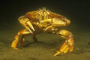 Dungeness crab (Metacarcinus magister) standing on seabed, Vancouver, British Columbia, Canada, Pacific Ocean Dungeness crab (Metacarcinus magister) standing on seabed, Vancouver, British Columbia, Canada, Pacific Ocean