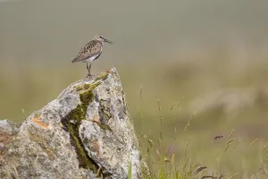 Dunlin (Calidris alpina) in breeding plumage, Outer Hebrides, Scotland, UK, July Dunlin (Calidris alpina) in breeding plumage, Outer Hebrides, Scotland, UK, July