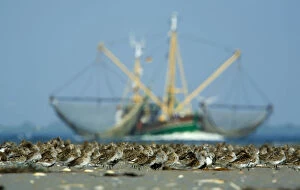Wadden Sea Gallery: Dunlin (Calidris alpina) flock on beach, with large fishing boat behind, Bhl, Germany