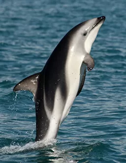 Dolphins Collection: Dusky dolphin {Lagenorhynchus obscurus} leaping at surface, Kaikoura, South Island