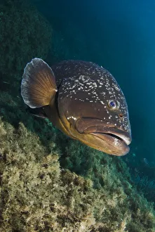 Dusky grouper (Epinephelus marginatus) Cala di Grecu, Lavezzi Islands, Corsica, France Dusky grouper (Epinephelus marginatus) Cala di Grecu, Lavezzi Islands, Corsica, France