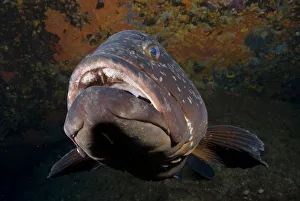 Dusky grouper (Epinephelus marginatus) with mouth open, Merouville ('grouper Dusky grouper (Epinephelus marginatus) with mouth open, Merouville ('grouper