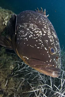 Dusky grouper (Epinephelus marginatus) by seagrass, Cala di Grecu, Lavezzi Islands Dusky grouper (Epinephelus marginatus) by seagrass, Cala di Grecu, Lavezzi Islands