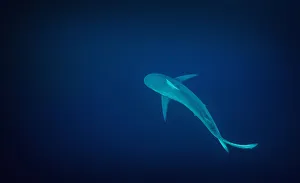Dusky Shark (Carcharhinus obscurus) solitary shark patrols the deep blue waters off Port Dusky Shark (Carcharhinus obscurus) solitary shark patrols the deep blue waters off Port