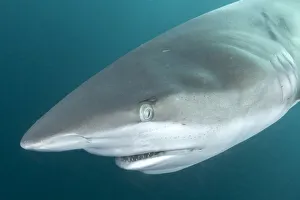 Dusky shark (Carcharhinus obscurus) portrait. Wild Coast, Eastern Cape, South Africa Dusky shark (Carcharhinus obscurus) portrait. Wild Coast, Eastern Cape, South Africa