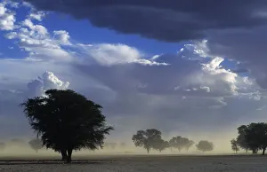 Dust storm Kalahari Gemsbok NP South Africa, summer Dust storm Kalahari Gemsbok NP South Africa, summer