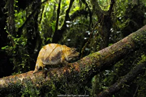 Dwarf forest chameleon (Rhampholeon boulengeri), Nyungwe Forest National Park, Rwanda Dwarf forest chameleon (Rhampholeon boulengeri), Nyungwe Forest National Park, Rwanda