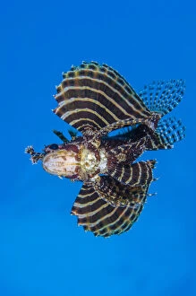 Images Dated 11th September 2005: Dwarf lionfish (Dendrochirus brachypterus) opens its awingsa (in fact enlarged pectoral