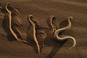 Dwarf puff adder / Peringueys Sidewinding Adder (Bitis peringueyi) moving over the Dwarf puff adder / Peringueys Sidewinding Adder (Bitis peringueyi) moving over the