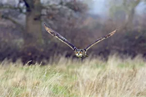Eagle owl (Bubo bubo) flying low over grassland, captive, UK Eagle owl (Bubo bubo) flying low over grassland, captive, UK