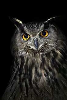 Images Dated 1st May 2006: Eagle owl (Bubo bubo) portrait, captive