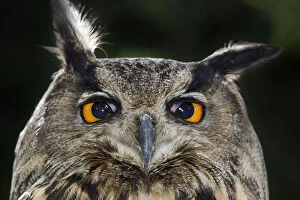 Images Dated 1st May 2006: Eagle owl (Bubo bubo) portrait with translucent nictitating membrane in mid-blink