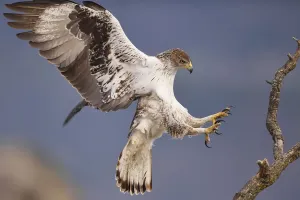 Prints of Bonellis eagle or Eurasian hawk-eagle, Hieraetus fasciatus or Aquila fasciata, picture taken from hide, at a feeding station for conservation purposes Bonellis Eagle Prints: Bonelli's Eagle Print, a photograph of an eagle at a feeding station