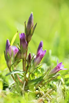 Plantae Gallery: Early or English gentian (Gentianella anglica) a scarce plant, endemic to England