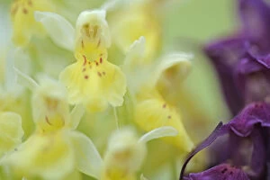Magnus Elander Gallery: Early marsh orchid (Dactylorhiza incarnata incarnata) flowers, Vall DIncles, Andorra