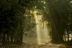 Early morning shafts of light through deciduous forest. Bandhavgarh National Park, India Early morning shafts of light through deciduous forest. Bandhavgarh National Park, India