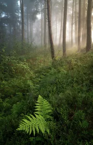 Early morning sunlight through trees hits the forest floor during a temperature inversion, Kippen Muir, Stirling Early morning sunlight through trees hits the forest floor during a temperature inversion, Kippen Muir, Stirling