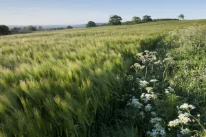 Early Oat (Avena sativa) fields, Haregill Lodge Farm, Ellingstring, North Yorkshire Early Oat (Avena sativa) fields, Haregill Lodge Farm, Ellingstring, North Yorkshire