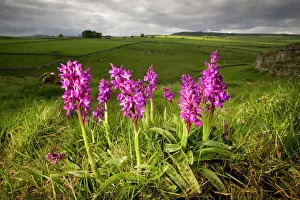 Early purple orchids {Orchis mascula} in flower, Cressbrook Dale Early purple orchids {Orchis mascula} in flower, Cressbrook Dale